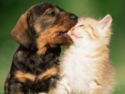 Día del animal: Por qué se celebra el 29 de abril en la Argentina